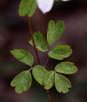 Eastern false rue anemone